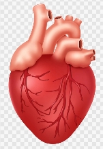 Cardiology Specialist