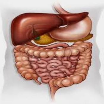 Gastroenterology  Specialist