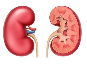 Nephrology Specialist